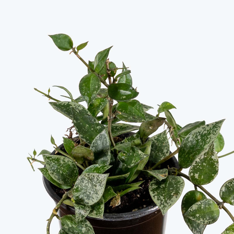 Hoya Krohniana Splash | Indoor Tropical Plants & Houseplants for Delivery | Care Guide and Pro Tips