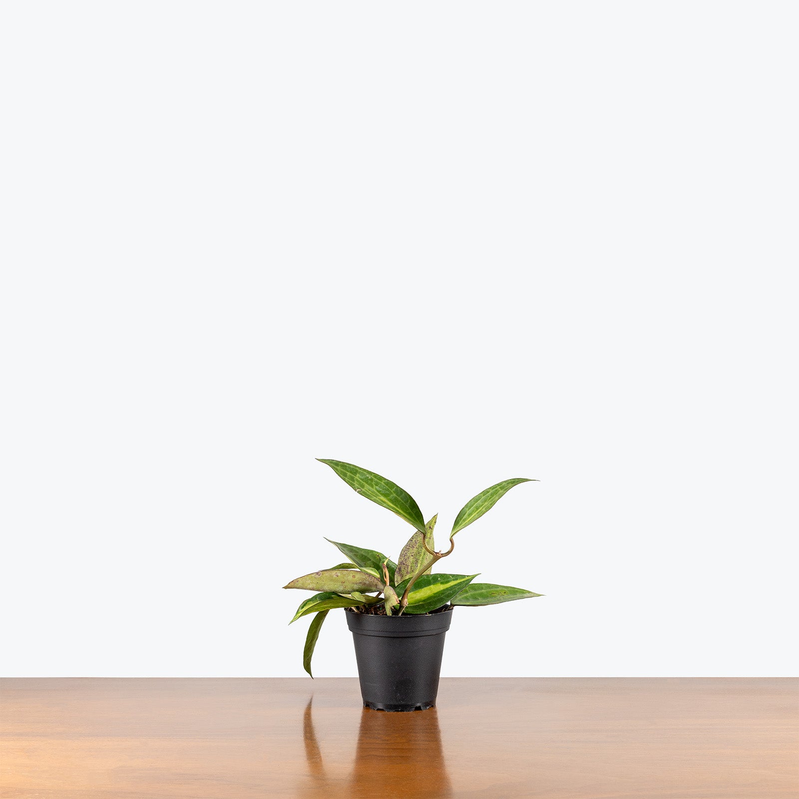 Hoya Latifolia Pot of Gold | Indoor Tropical Plants & Houseplants