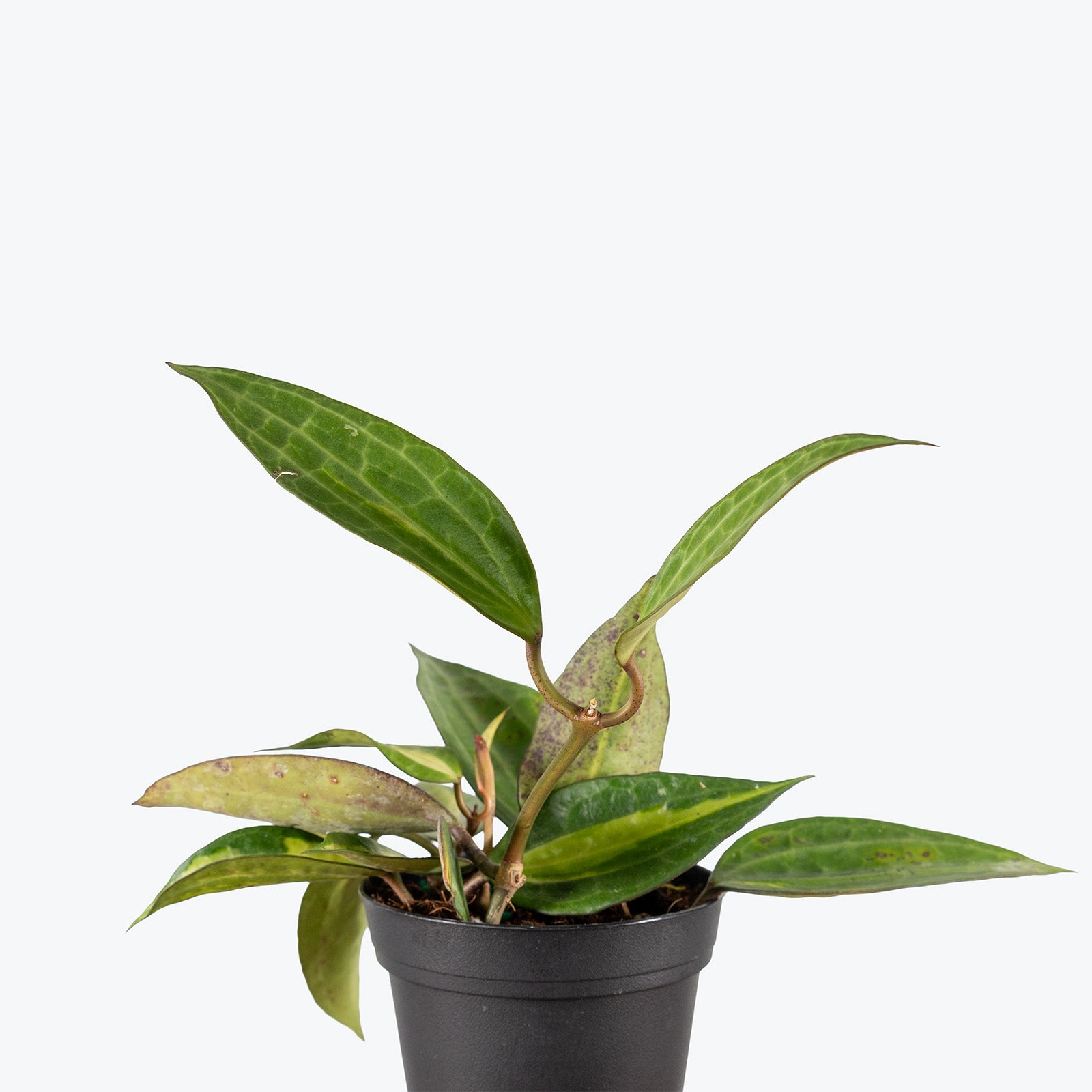 Hoya Latifolia Pot of Gold | Indoor Tropical Plants & Houseplants for Delivery | Care Guide and Pro Tips