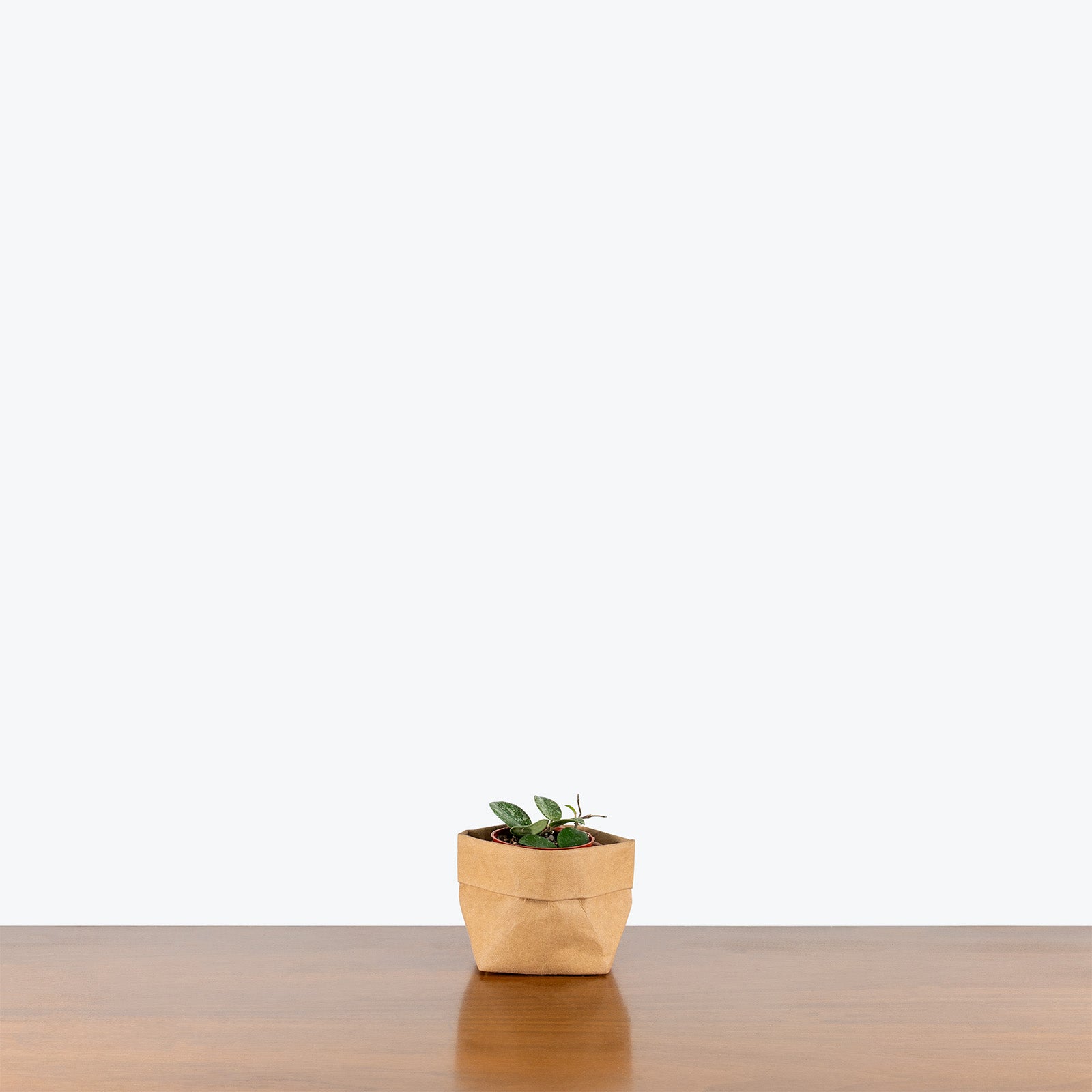 Hoya Mathilde Splash | Care Guide and Pro Tips - Delivery from Toronto across Canada - JOMO Studio