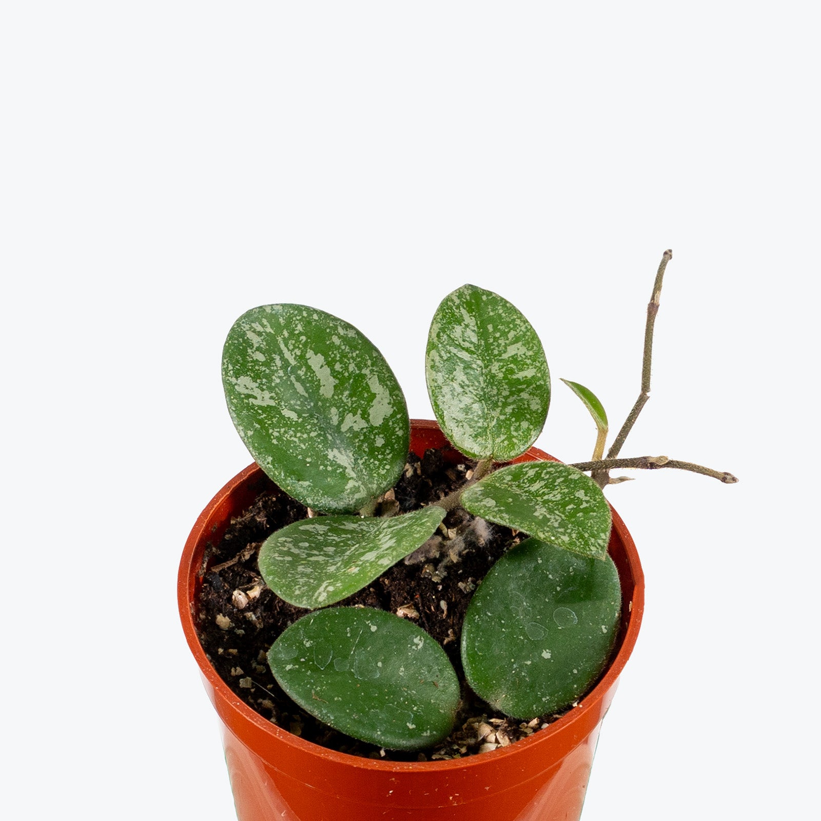 Hoya Mathilde Splash | Care Guide and Pro Tips - Delivery from Toronto across Canada - JOMO Studio