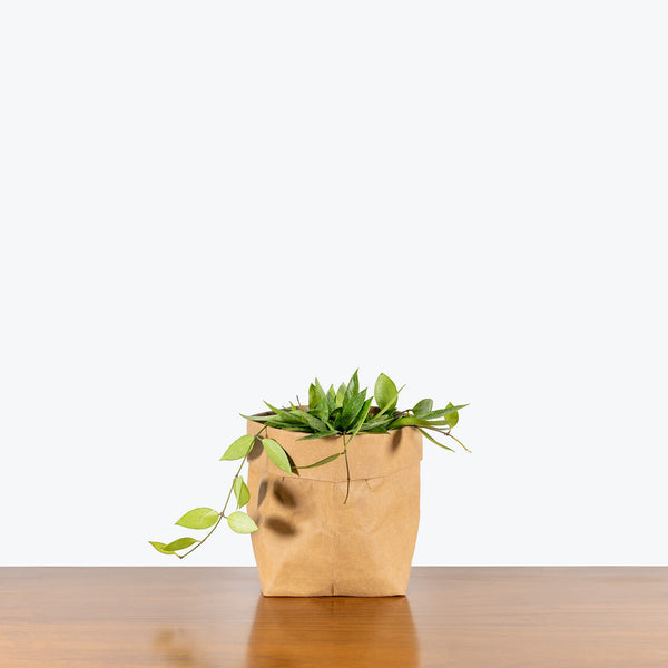 Hoya Memoria (formerly Hoya Gracillis) | Care Guide and Pro Tips