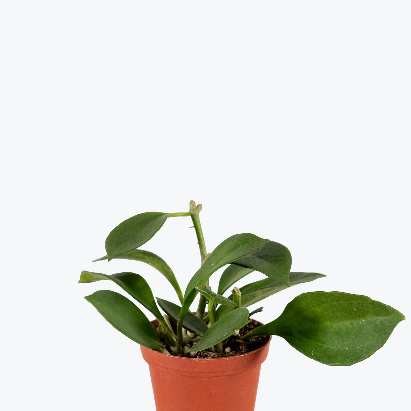 Hoya Pachyclada | Care Guide and Pro Tips - Delivery from Toronto across Canada - JOMO Studio