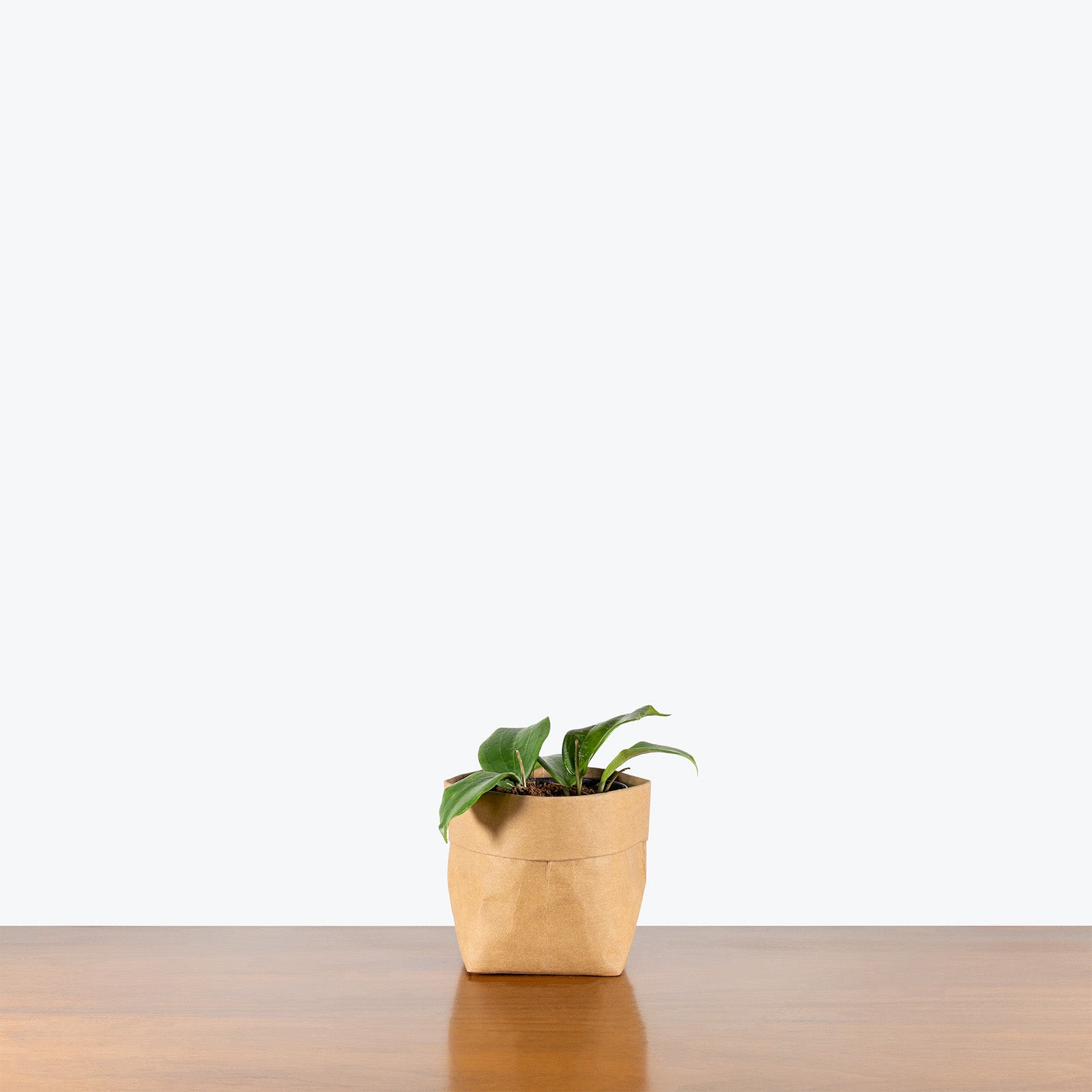 Hoya Quinquenervia | Indoor Tropical Plants & Houseplants for Delivery | Care Guide and Pro Tips