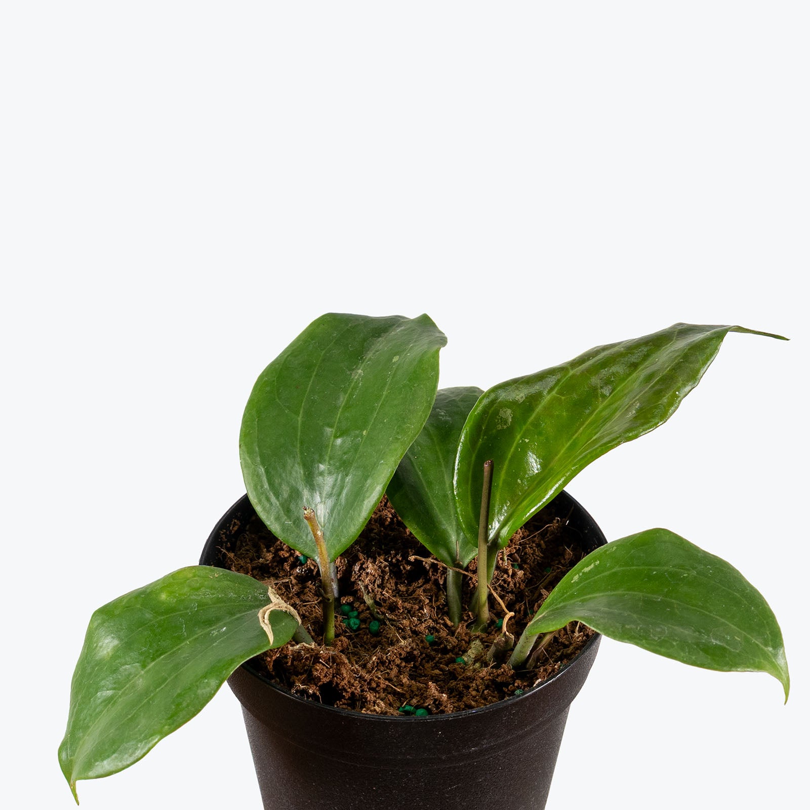 Hoya Quinquenervia | Indoor Tropical Plants & Houseplants for Delivery | Care Guide and Pro Tips