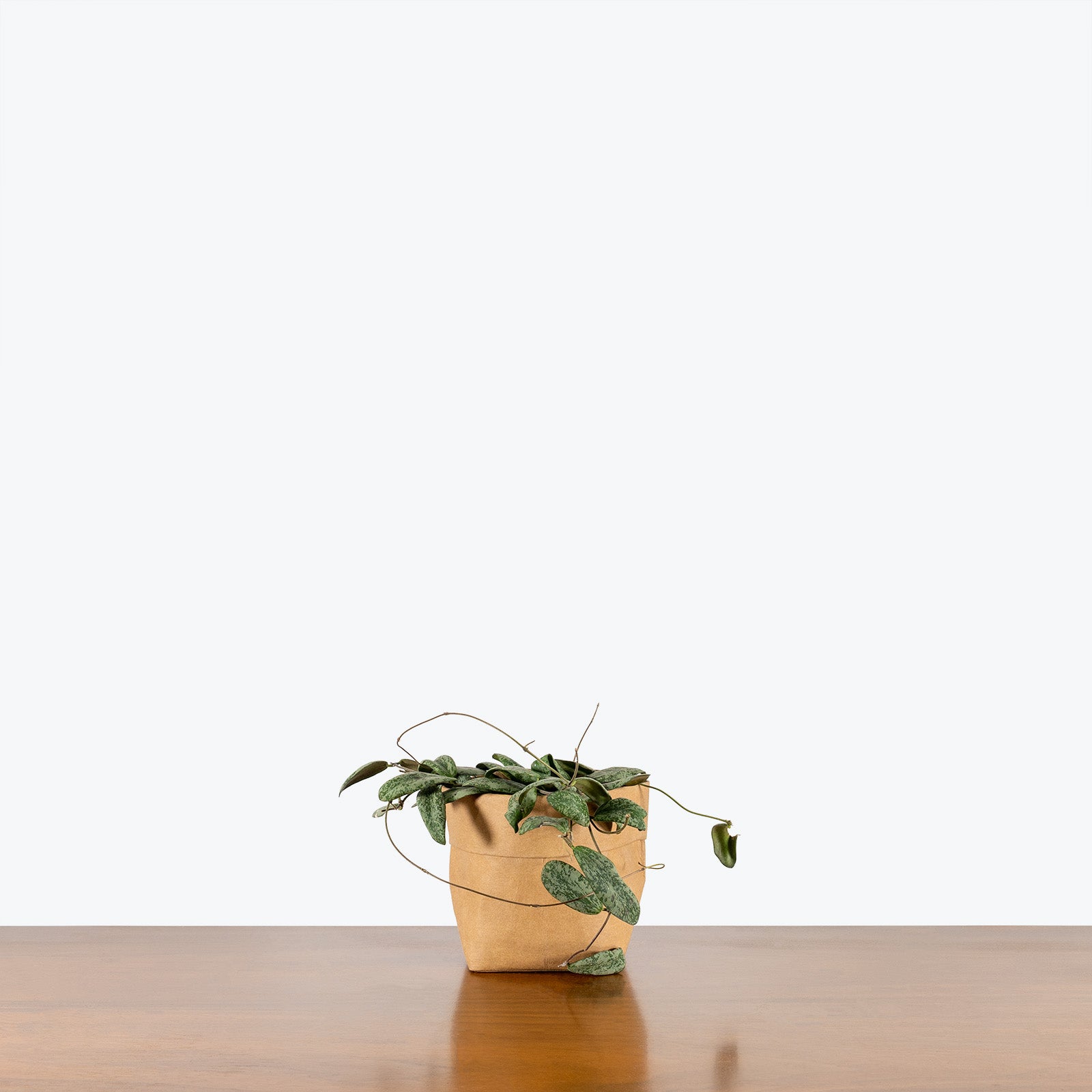 Hoya Sigillatis - House Plants Delivery Toronto - JOMO Studio