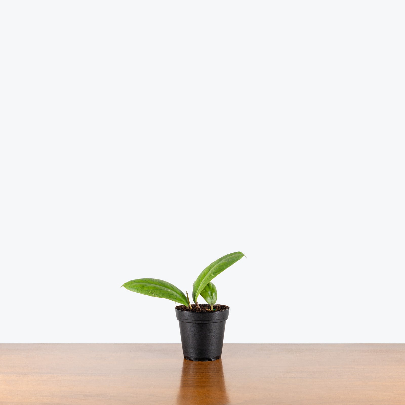 Hoya Vitellinoides | Care Guide and Pro Tips - Delivery from Toronto across Canada - JOMO Studio
