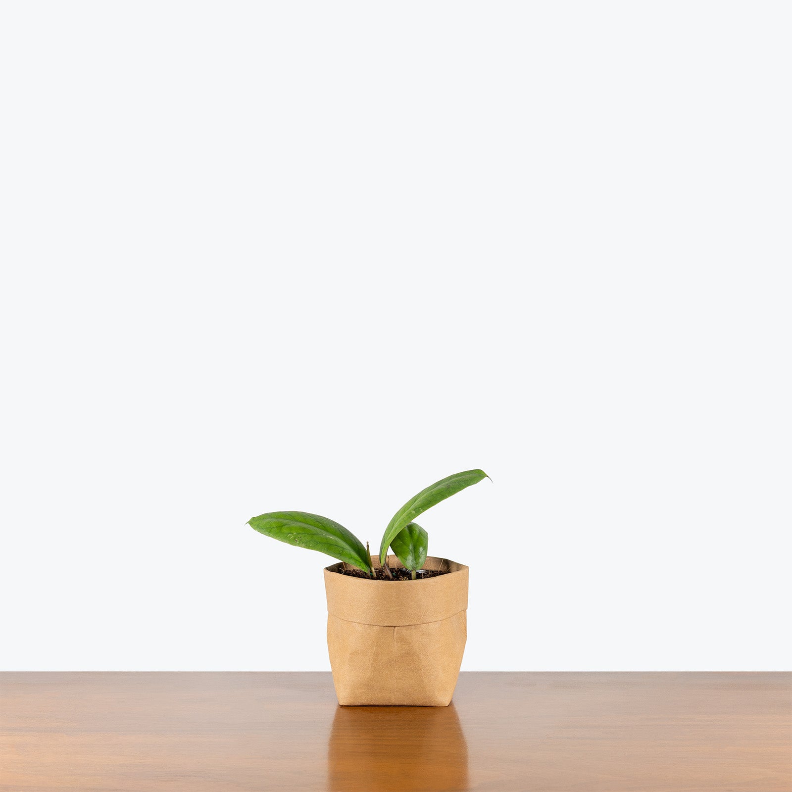 Hoya Vitellinoides | Care Guide and Pro Tips - Delivery from Toronto across Canada - JOMO Studio