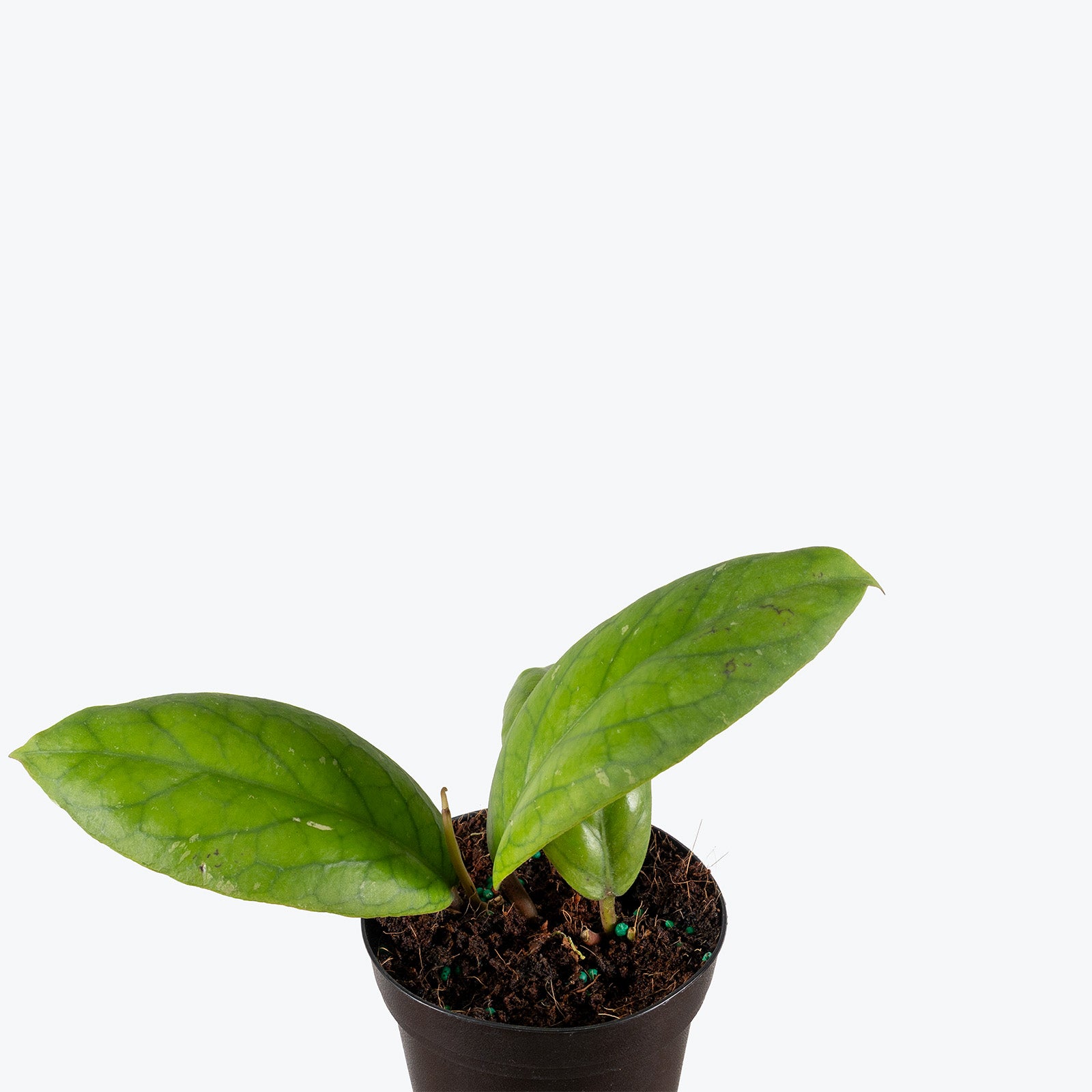 Hoya Vitellinoides | Care Guide and Pro Tips - Delivery from Toronto across Canada - JOMO Studio