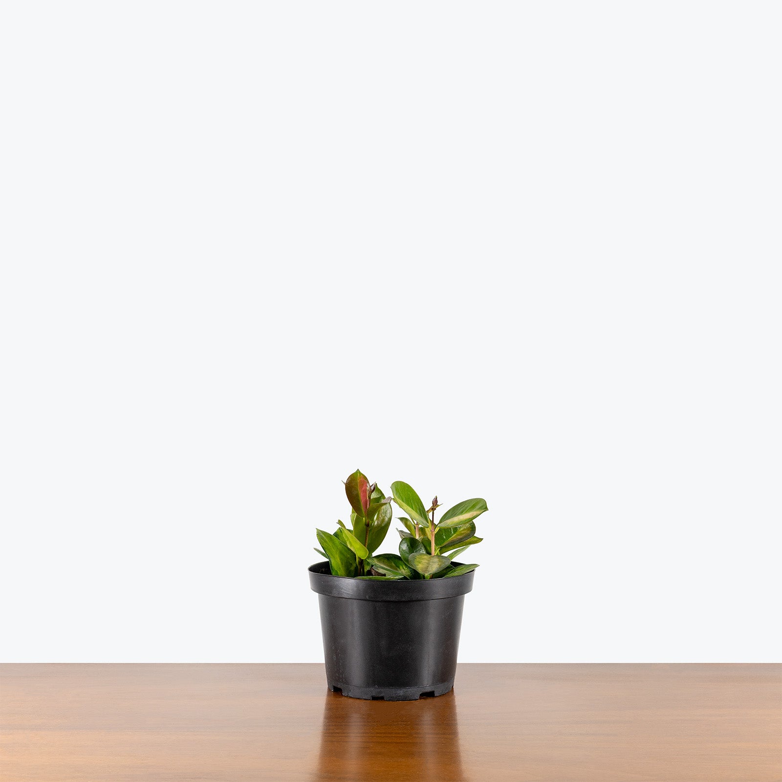 Hoya Australis Lisa | Easy Care Pet Friendly Houseplants for Delivery | Care Guide and Pro Tips