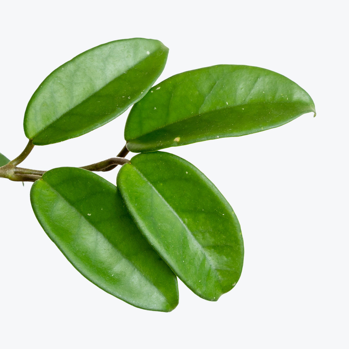Wax Plant - Hoya Carnosa - Top 10 Best Pet Friendly Plants for Your Home - JOMO Studio