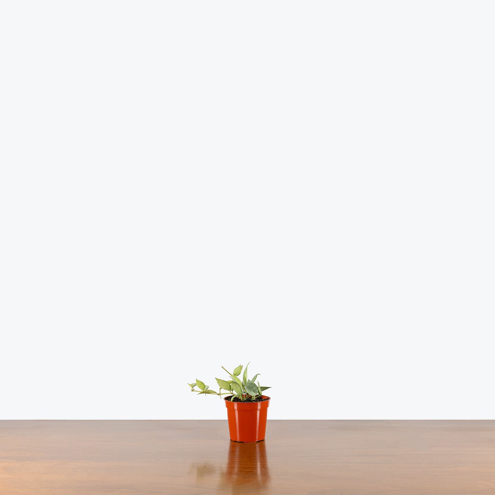 Hoya Krohniana Silver | Indoor Tropical Plants & Houseplants for Delivery | Care Guide and Pro Tips