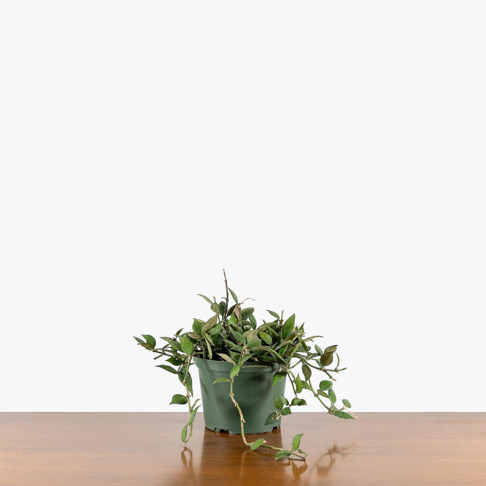 Hoya Lacunosa | Care Guide and Pro Tips - Delivery from Toronto across Canada - JOMO Studio