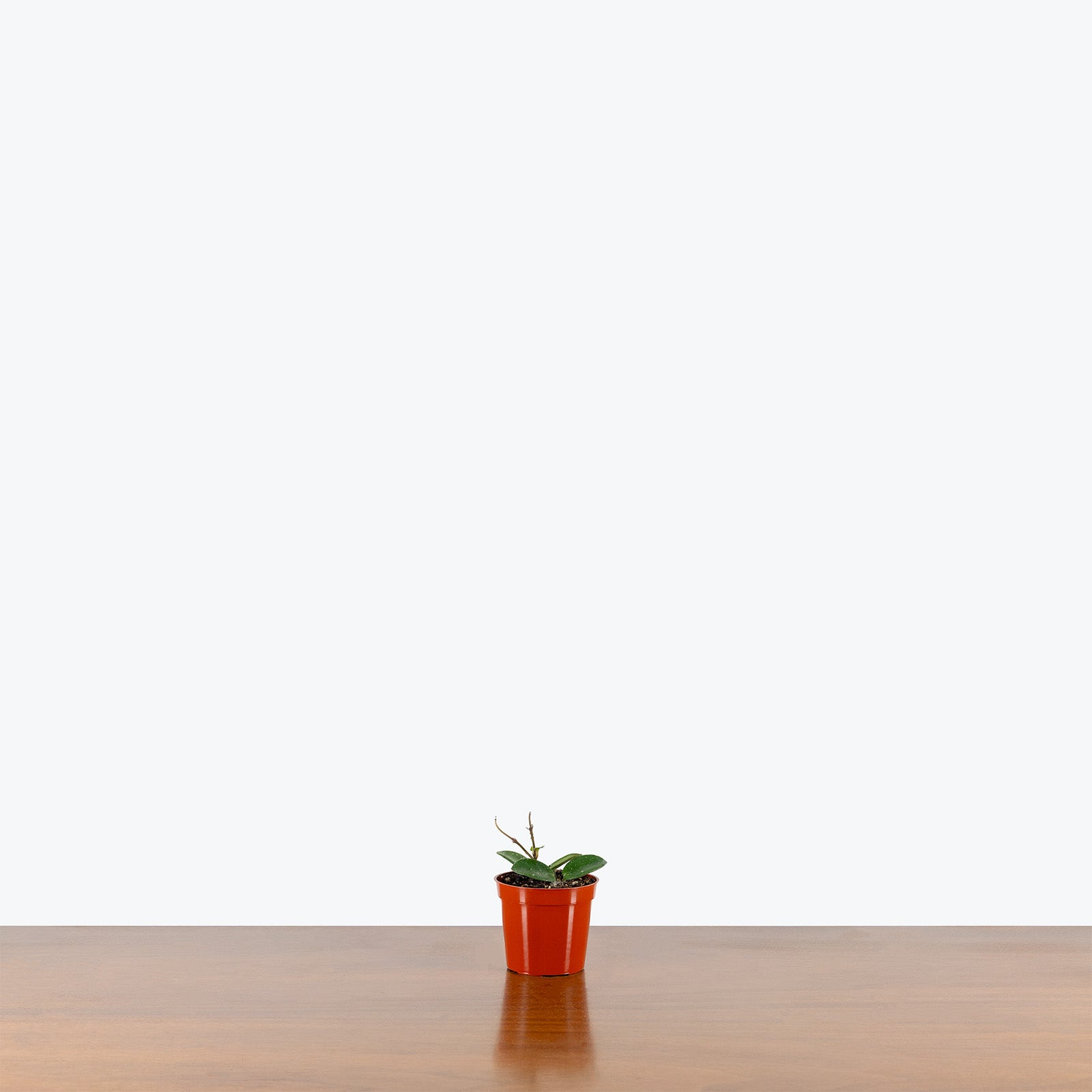 Hoya Mathilde | Care Guide and Pro Tips - Delivery from Toronto across Canada - JOMO Studio
