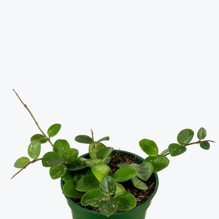 Hoya Mathilde | Care Guide and Pro Tips - Delivery from Toronto across ...