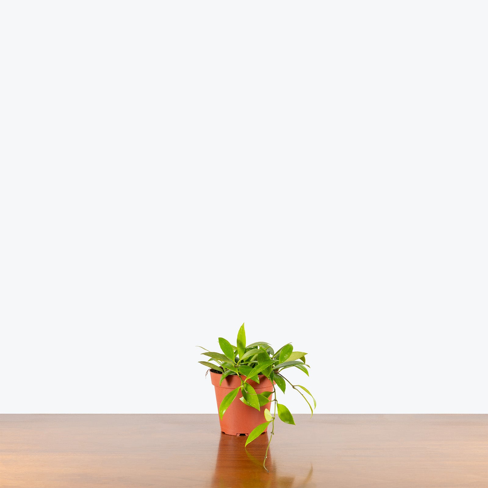 Hoya Memoria (formerly Hoya Gracillis) | Care Guide and Pro Tips - Delivery from Toronto across Canada - JOMO Studio