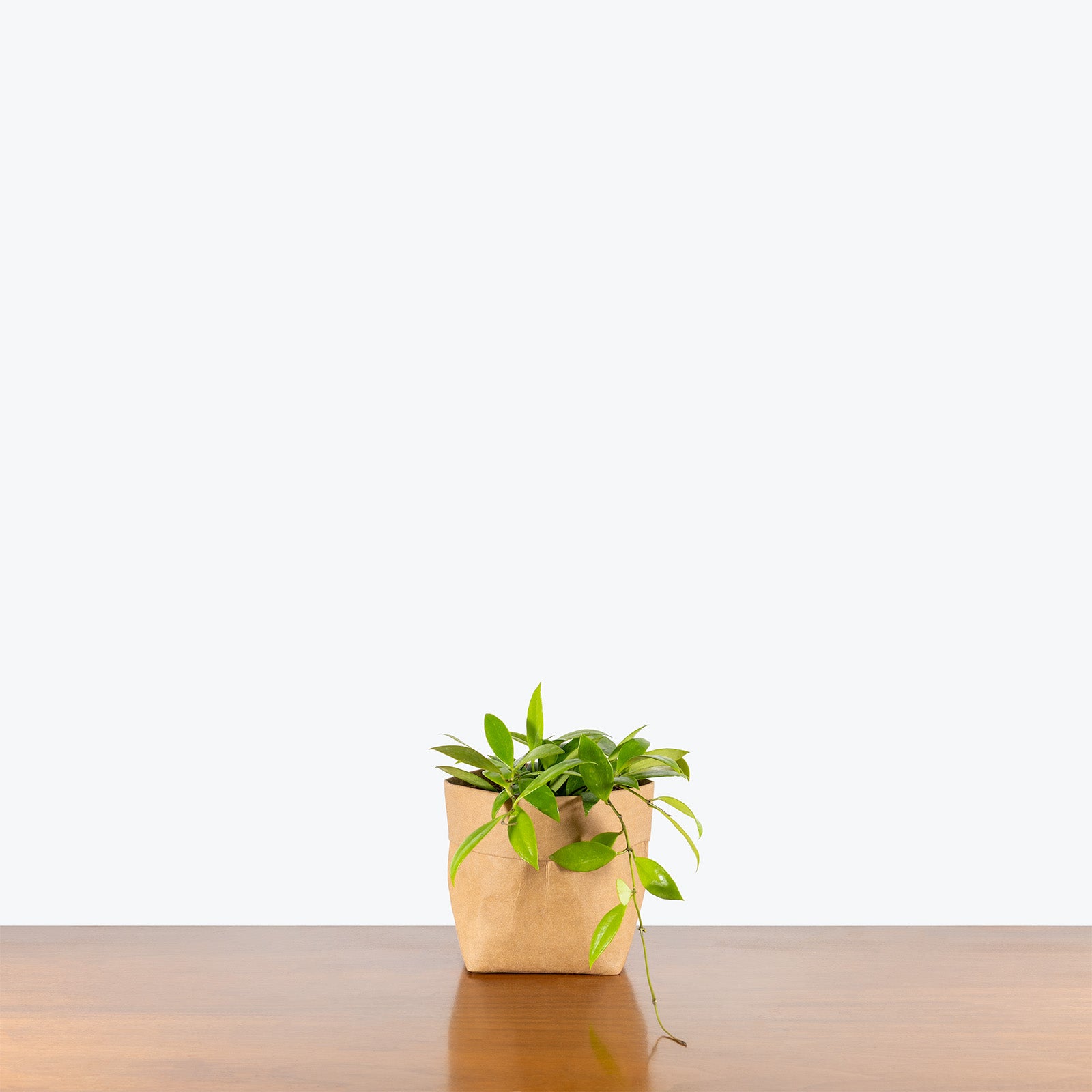 Hoya Memoria (formerly Hoya Gracillis) | Care Guide and Pro Tips - Delivery from Toronto across Canada - JOMO Studio