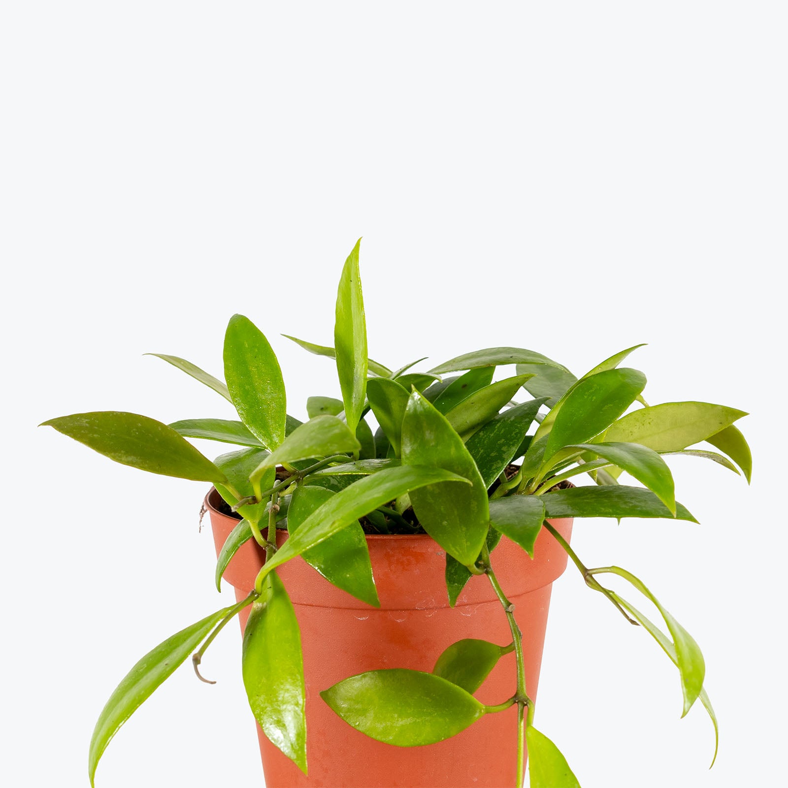 Hoya Memoria (formerly Hoya Gracillis) | Care Guide and Pro Tips - Delivery from Toronto across Canada - JOMO Studio