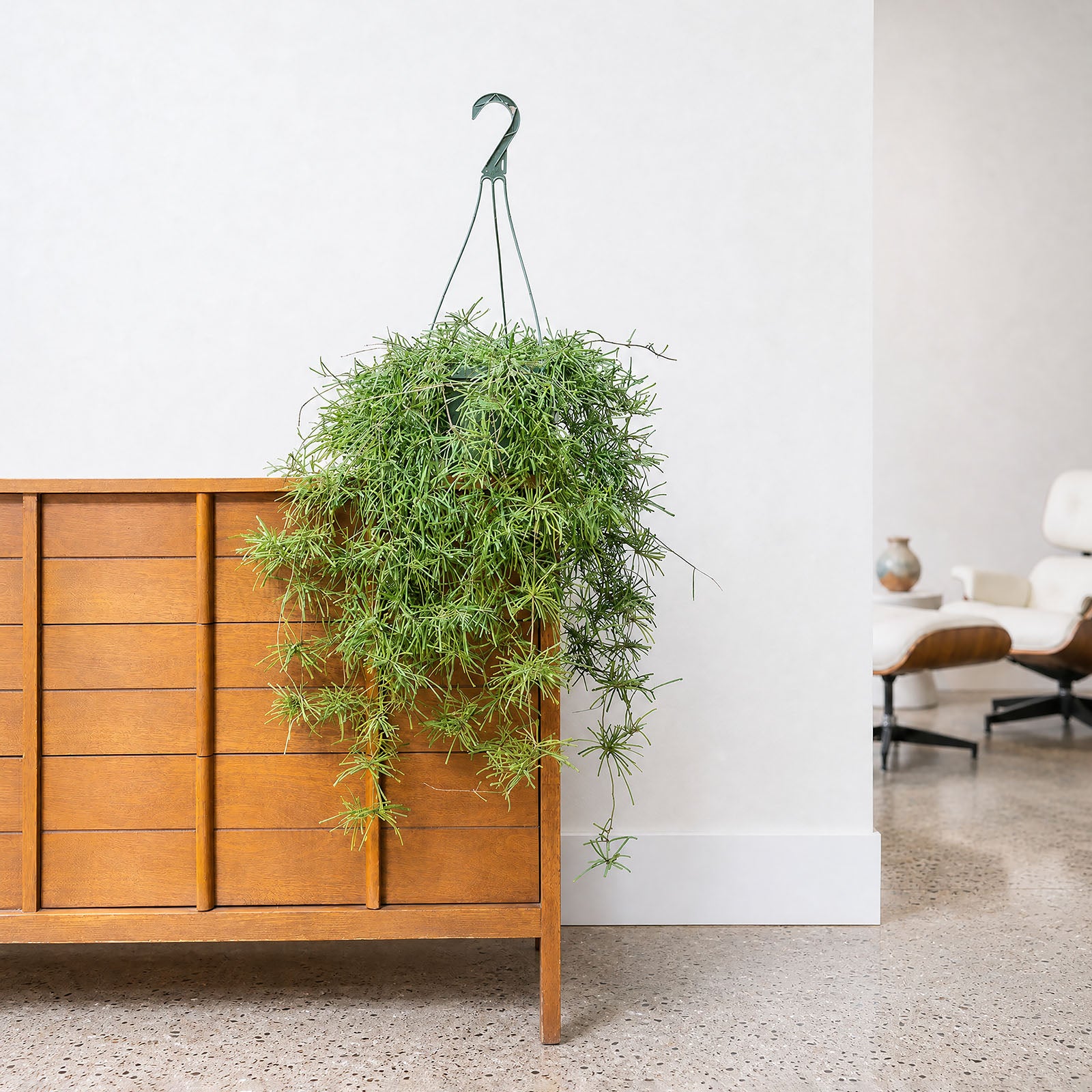 Hoya Retusa - House Plants Delivery Toronto - JOMO Studio