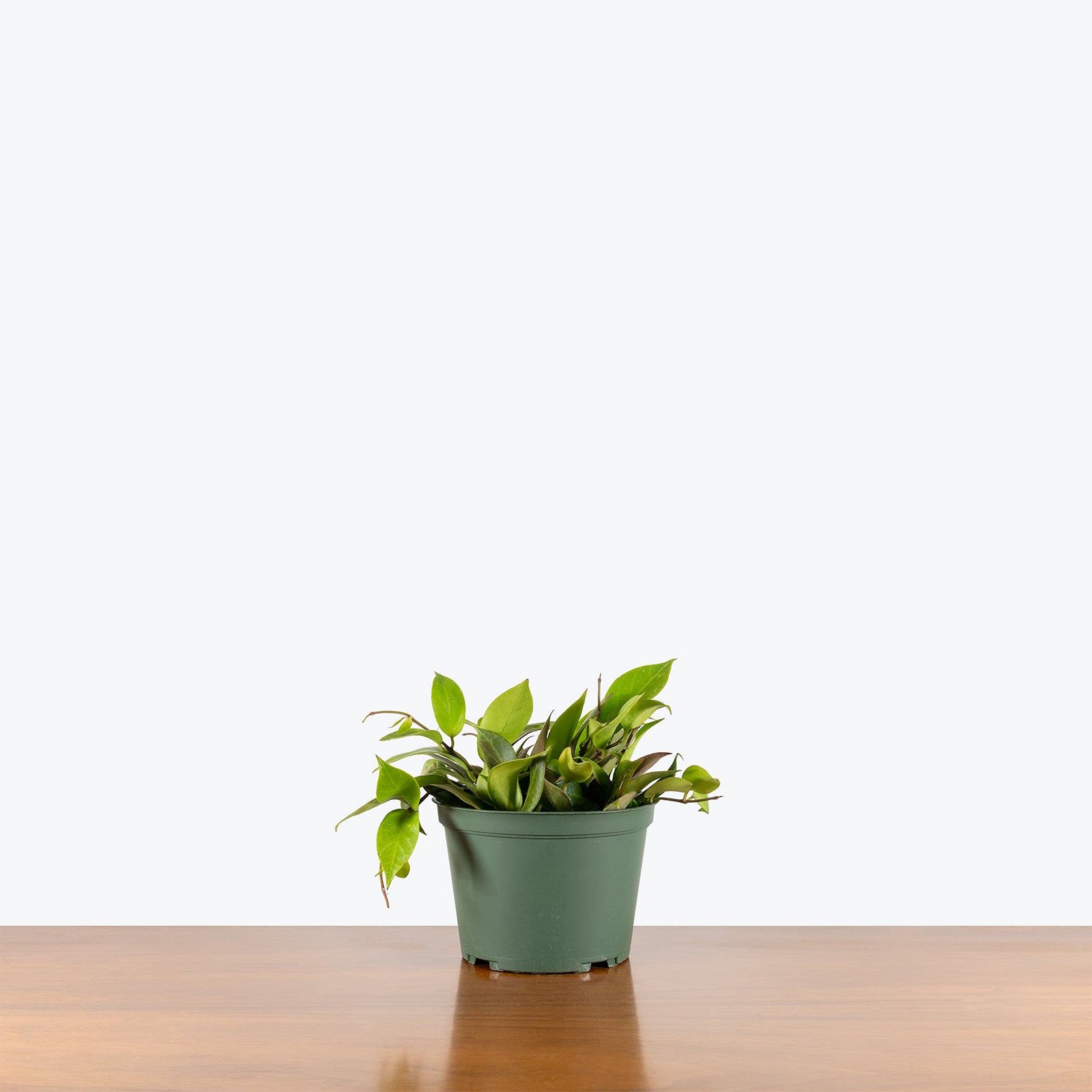 Hoya Sunrise | Care Guide and Pro Tips - Delivery from Toronto across Canada - JOMO Studio