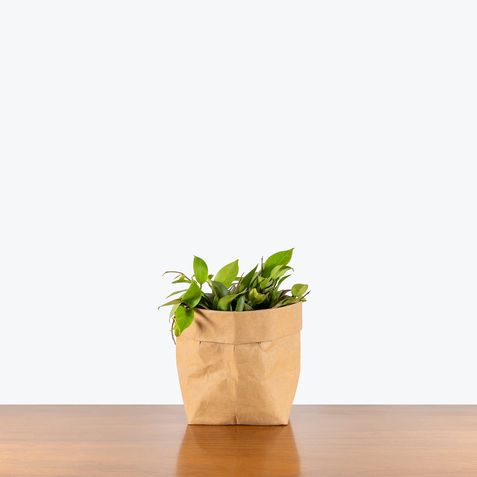 Hoya Sunrise | Care Guide and Pro Tips - Delivery from Toronto across Canada - JOMO Studio