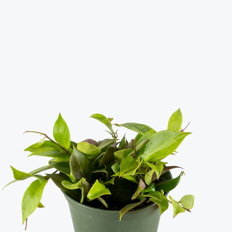 Hoya Sunrise | Care Guide and Pro Tips - Delivery from Toronto across Canada - JOMO Studio