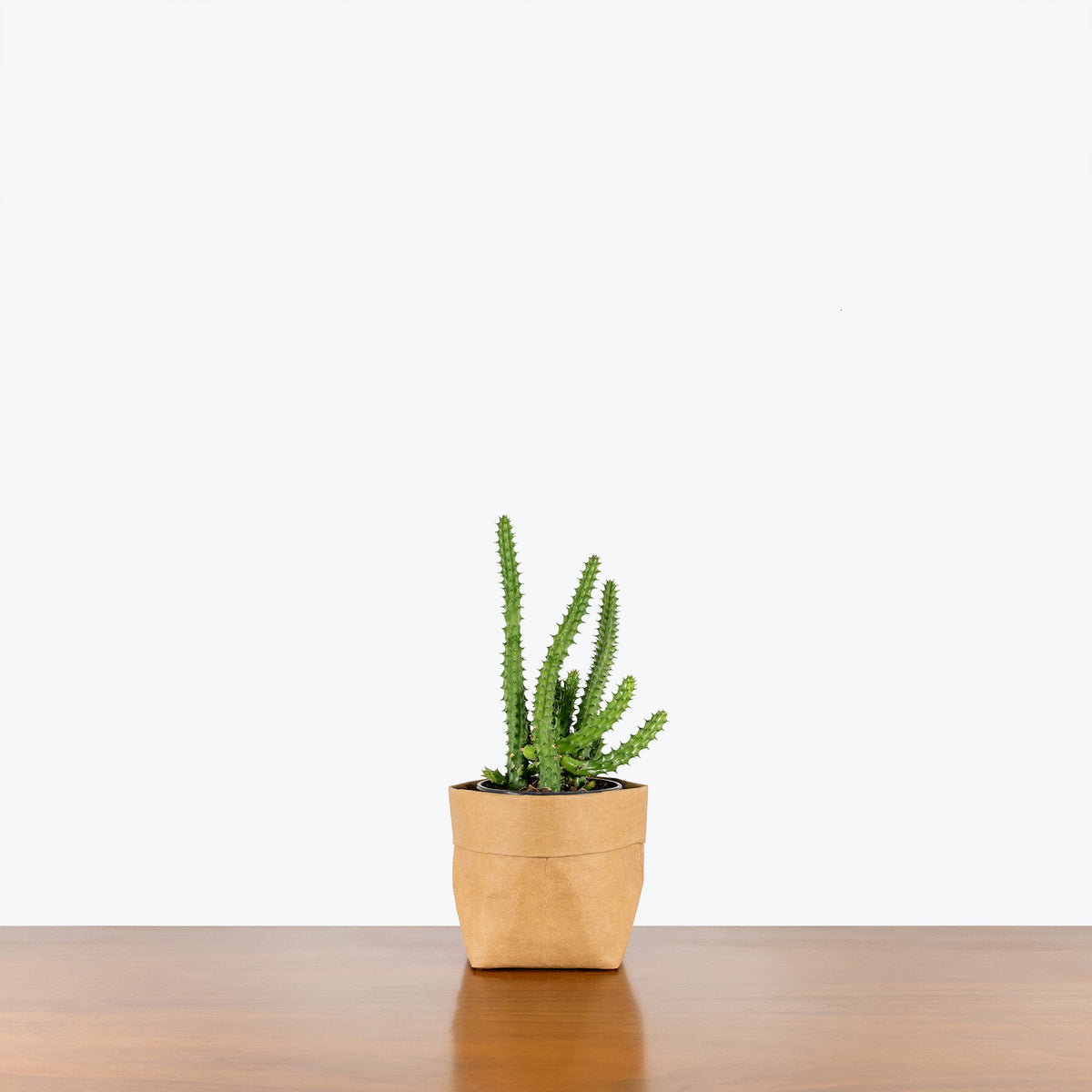 red dragon succulent care Huernia Schneideriana | Red Dragon Flower | Care Guide and Pro Tips - Delivery from Toronto across Canada