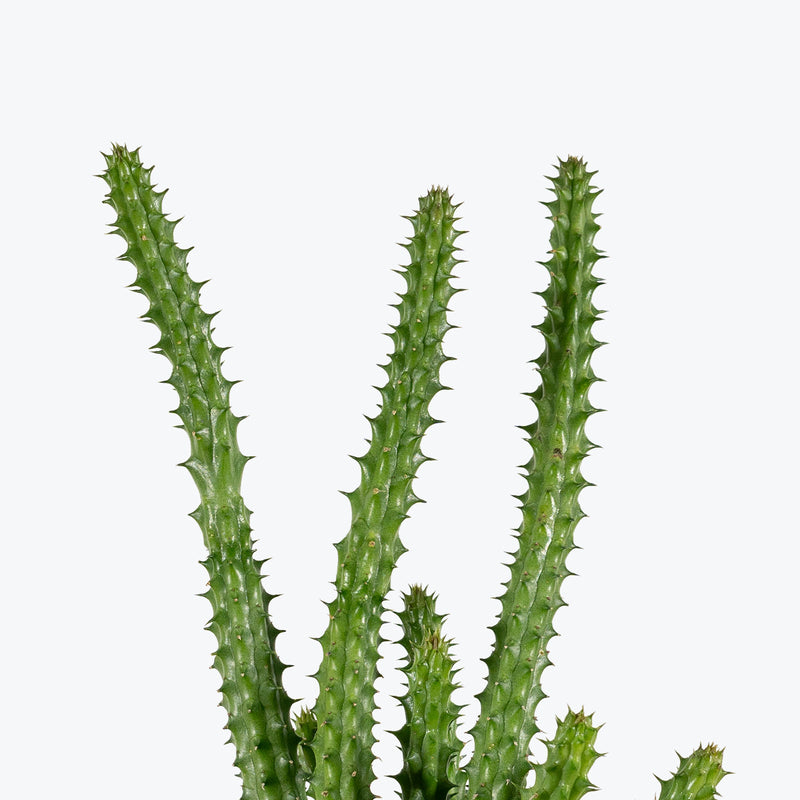 Huernia Schneideriana | Red Dragon Flower | Care Guide and Pro Tips - Delivery from Toronto across Canada - JOMO Studio