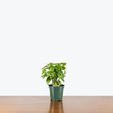 Hydnophytum Papuanum Ant Plant — 4” Pot