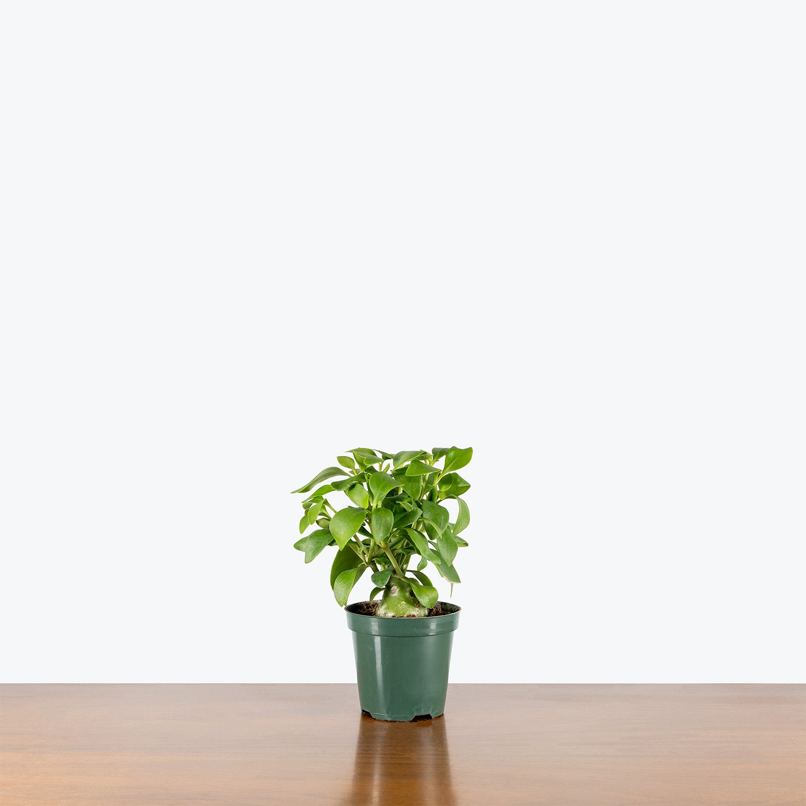 Hydnophytum Papuanum Ant Plant | Indoor Tropical Plants & Houseplants for Delivery | Care Guide and Pro Tips