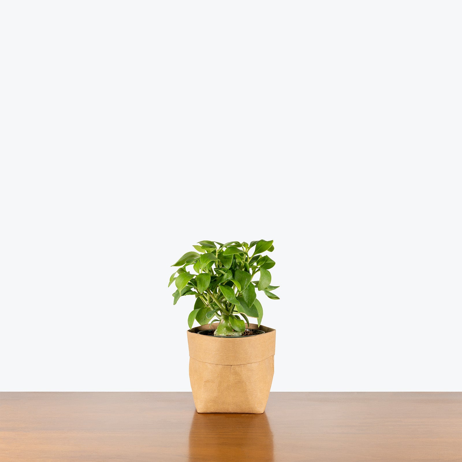 Hydnophytum Papuanum Ant Plant | Indoor Tropical Plants & Houseplants for Delivery | Care Guide and Pro Tips