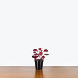 Iresine Herbstii Brilliantissima — 4" Pot (larger than picture)