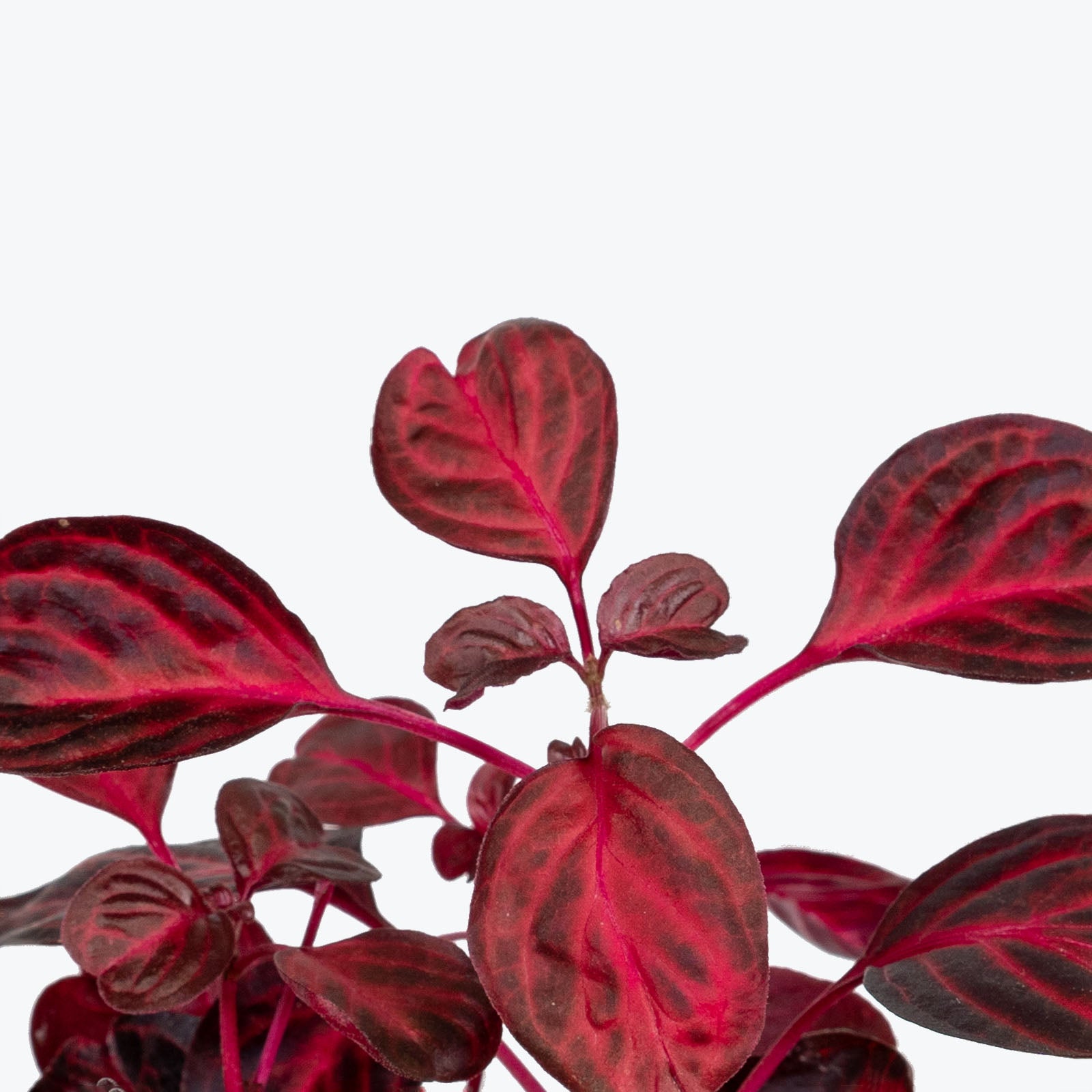 Iresine Herbstii Brilliantissima | Bloodleaf | Care Guide and Pro Tips - Delivery from Toronto across Canada - JOMO Studio
