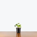 Ivy Gold Dust — 4" Pot