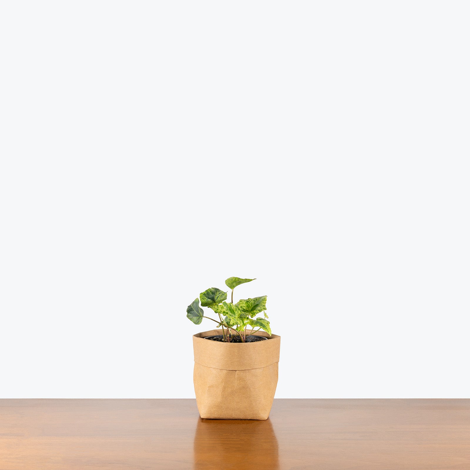 Ivy Gold Dust | Care Guide and Pro Tips - Delivery from Toronto across Canada - JOMO Studio