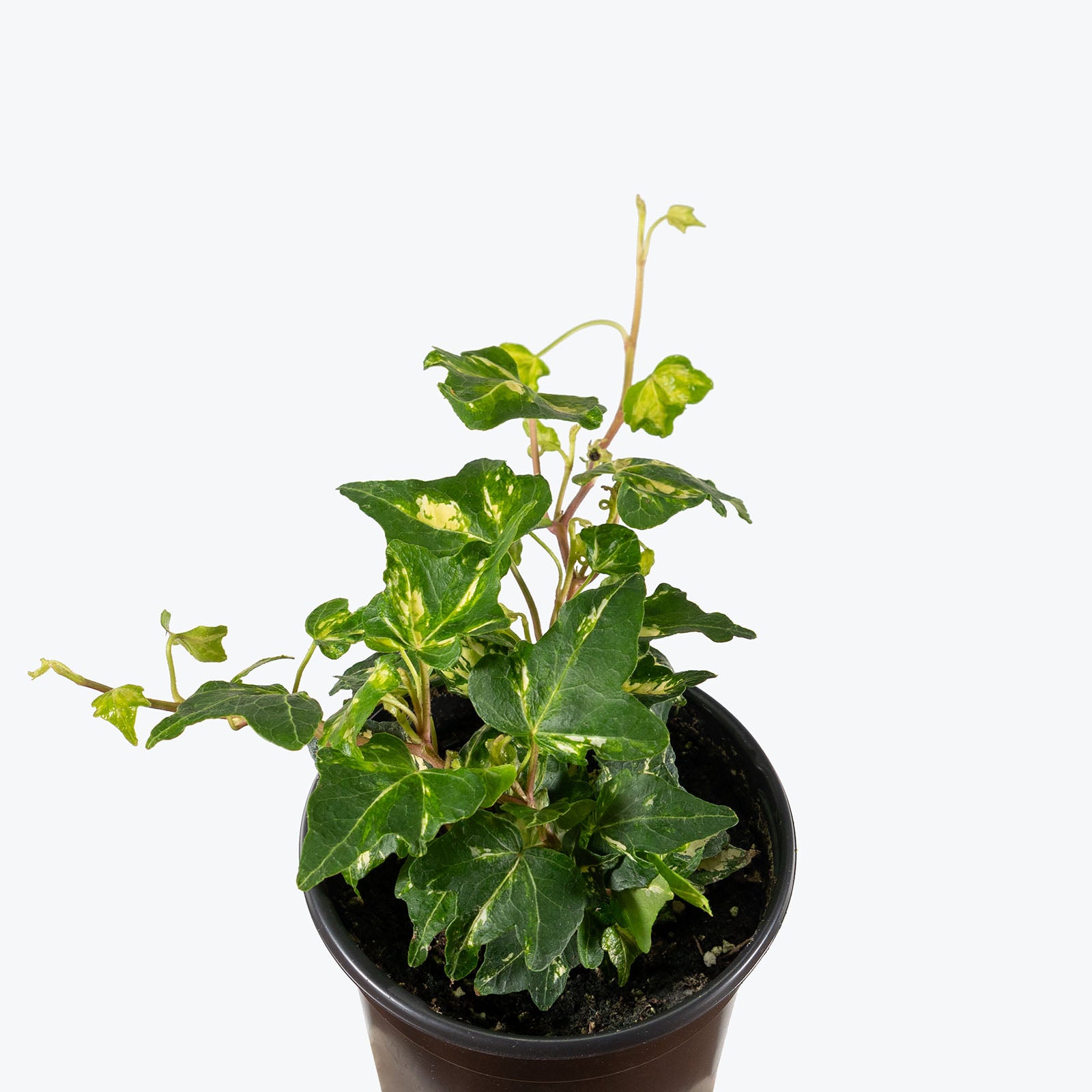 Ivy Golden Ingot | Care Guide and Pro Tips - Delivery from Toronto across Canada - JOMO Studio