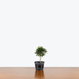 Jaboticaba Sabara Bonsai — 4" Pot