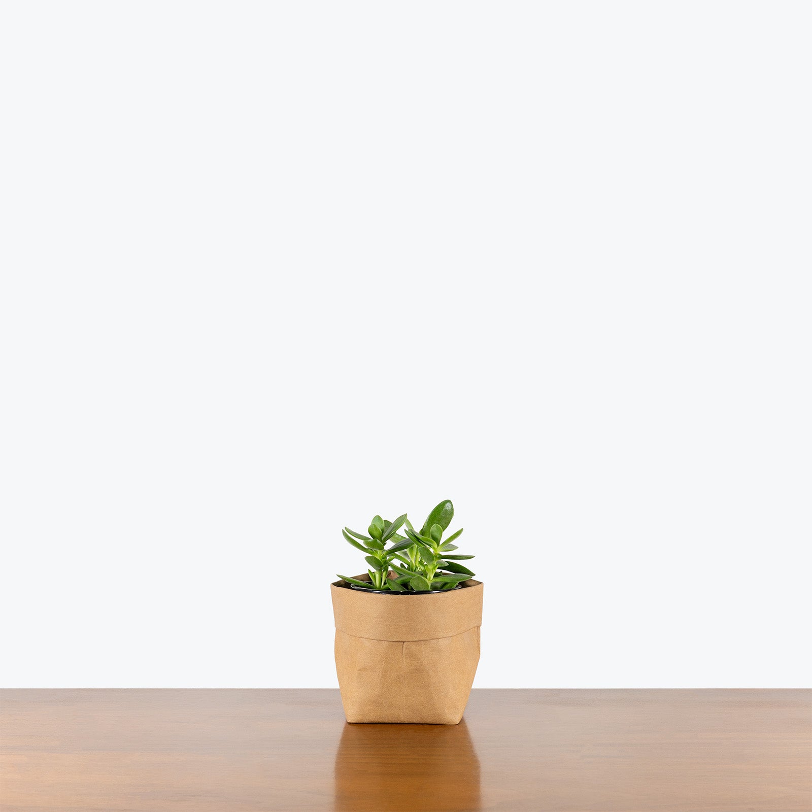 Jade Crassula Money Maker | Care Guide and Pro Tips - Delivery from Toronto across Canada - JOMO Studio