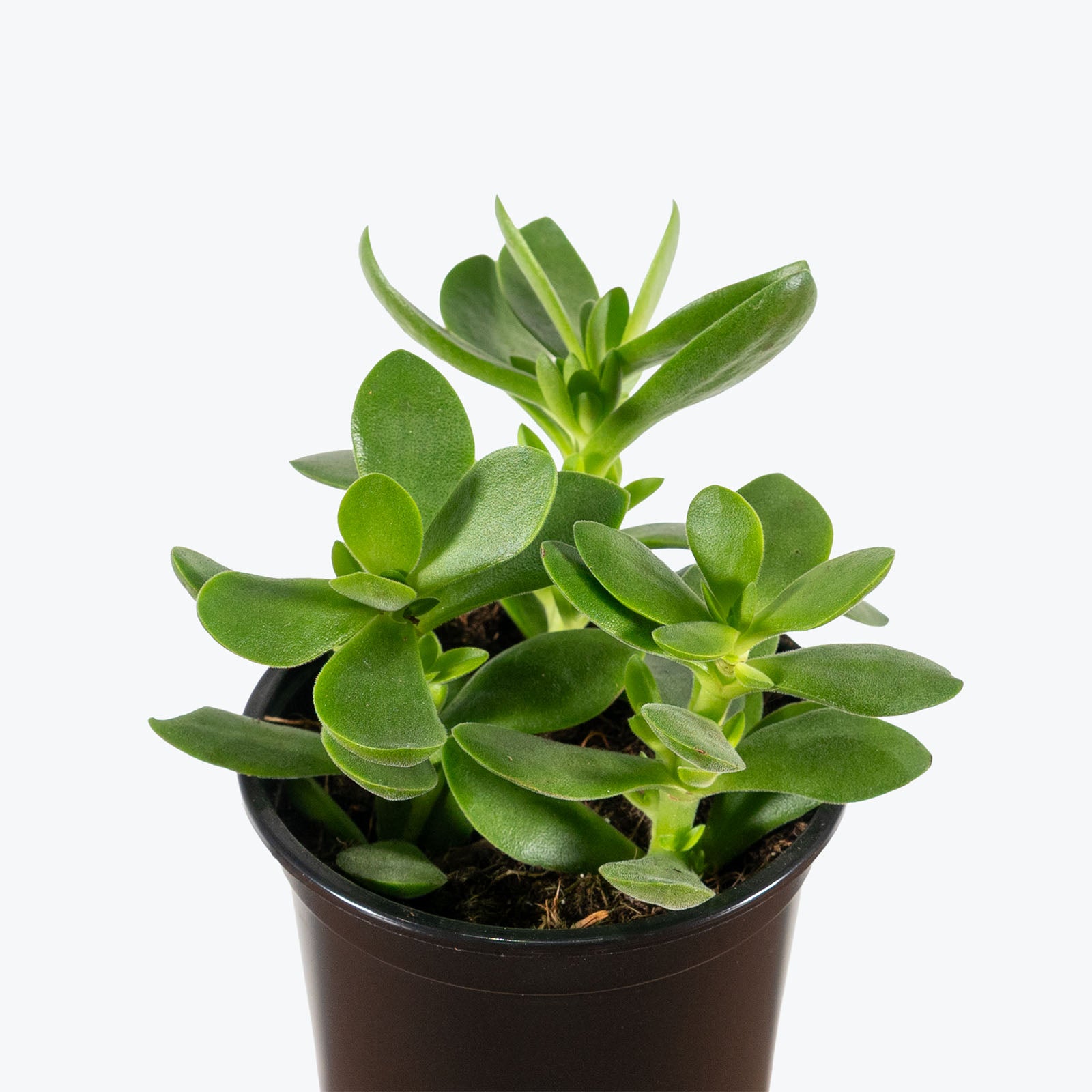 Jade Crassula Money Maker | Care Guide and Pro Tips - Delivery from Toronto across Canada - JOMO Studio