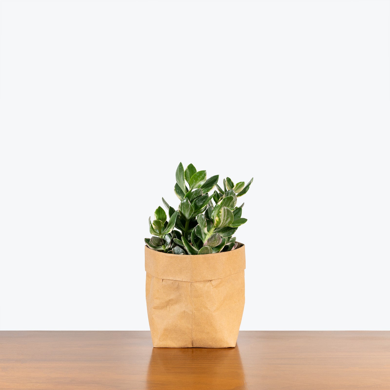 Variegated Jade Plant | Crassula Ovata Tricolor | Care Guide and Pro Tips - Delivery from Toronto across Canada - JOMO Studio
