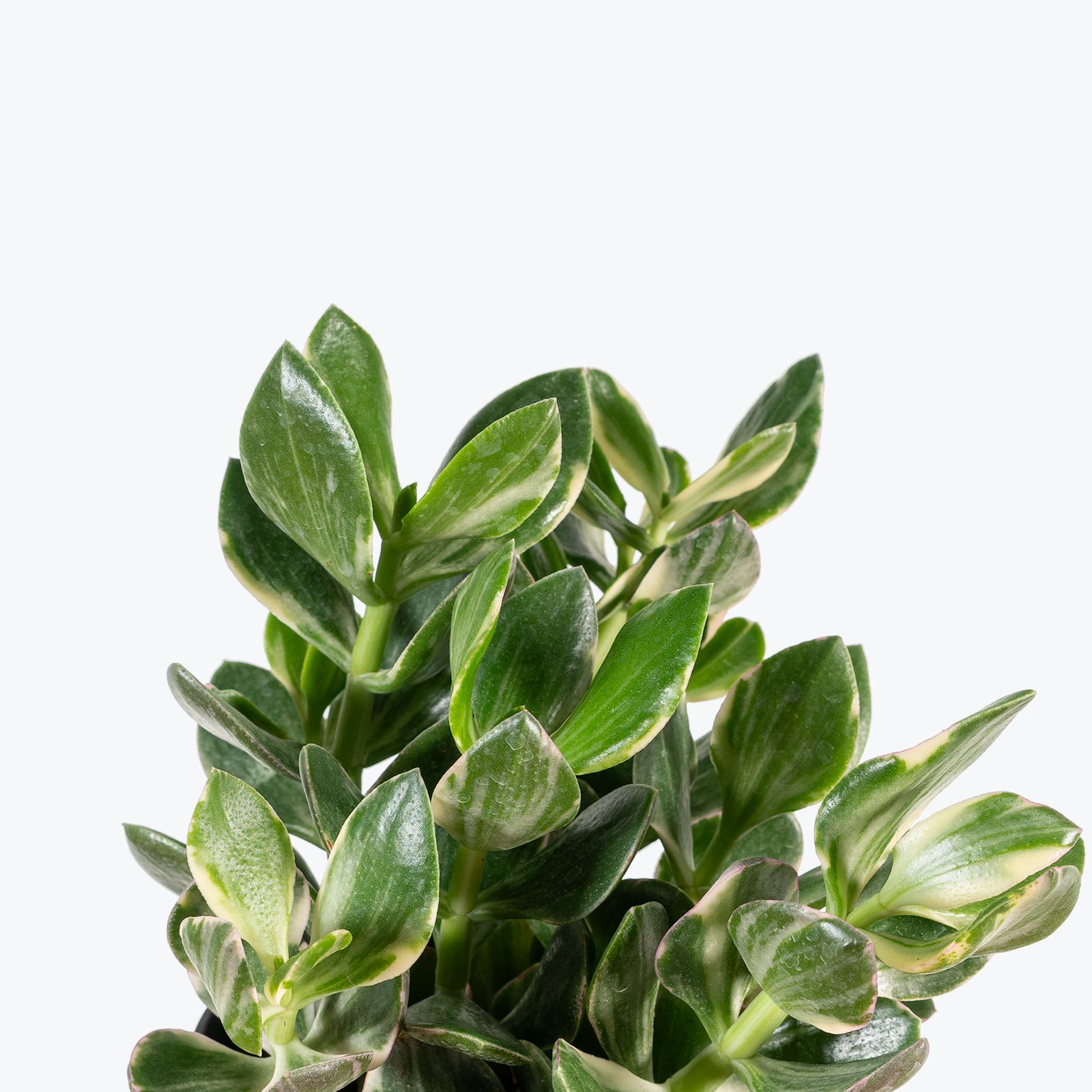 Variegated Jade Plant | Crassula Ovata Tricolor | Care Guide and Pro Tips - Delivery from Toronto across Canada - JOMO Studio