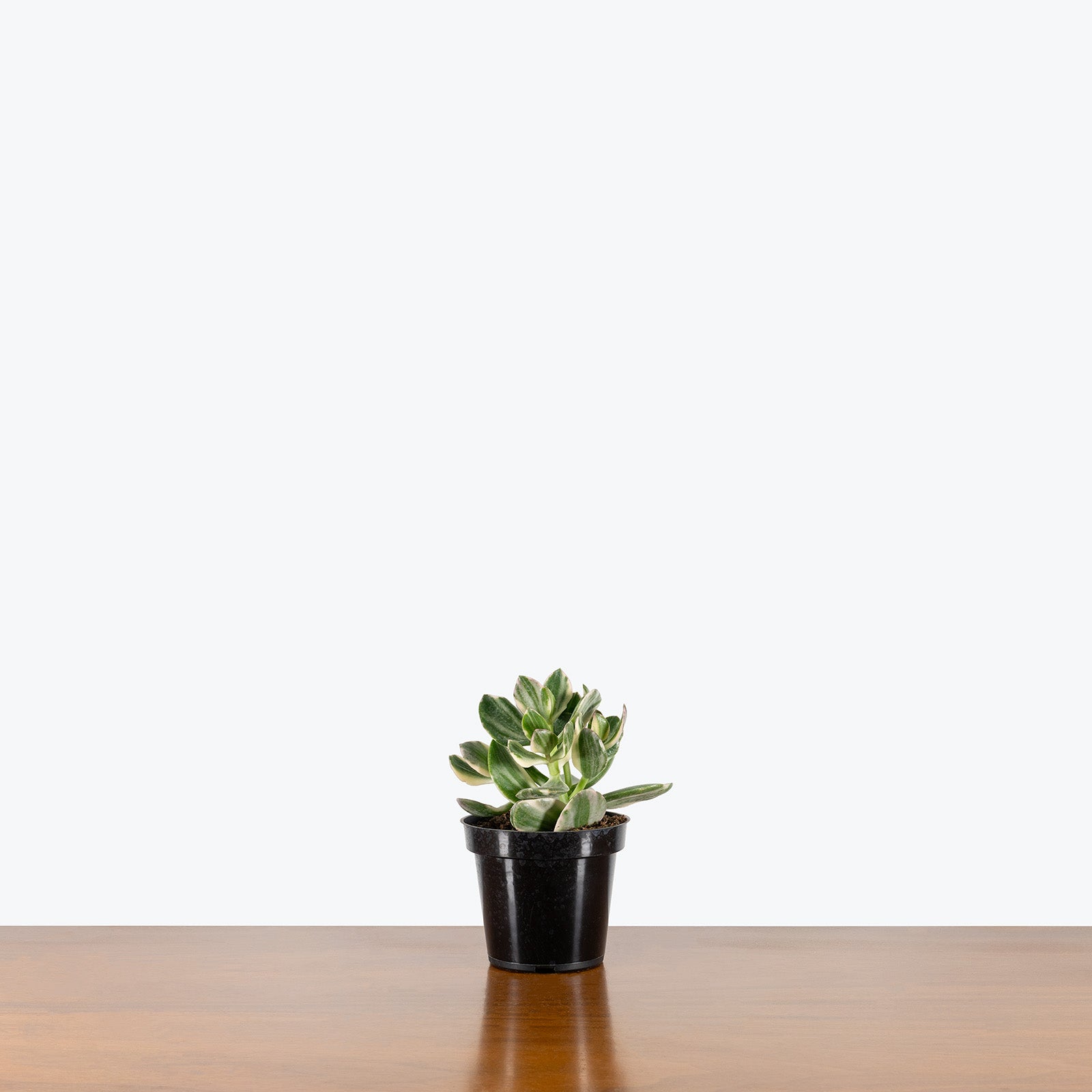 Variegated Jade Plant | Crassula Ovata Tricolor | Care Guide and Pro Tips - Delivery from Toronto across Canada - JOMO Studio