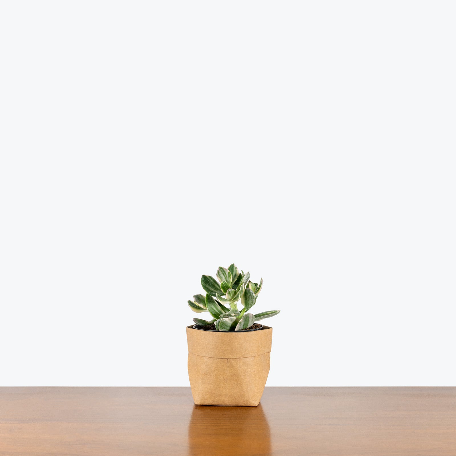 Variegated Jade Plant | Crassula Ovata Tricolor | Care Guide and Pro Tips - Delivery from Toronto across Canada - JOMO Studio