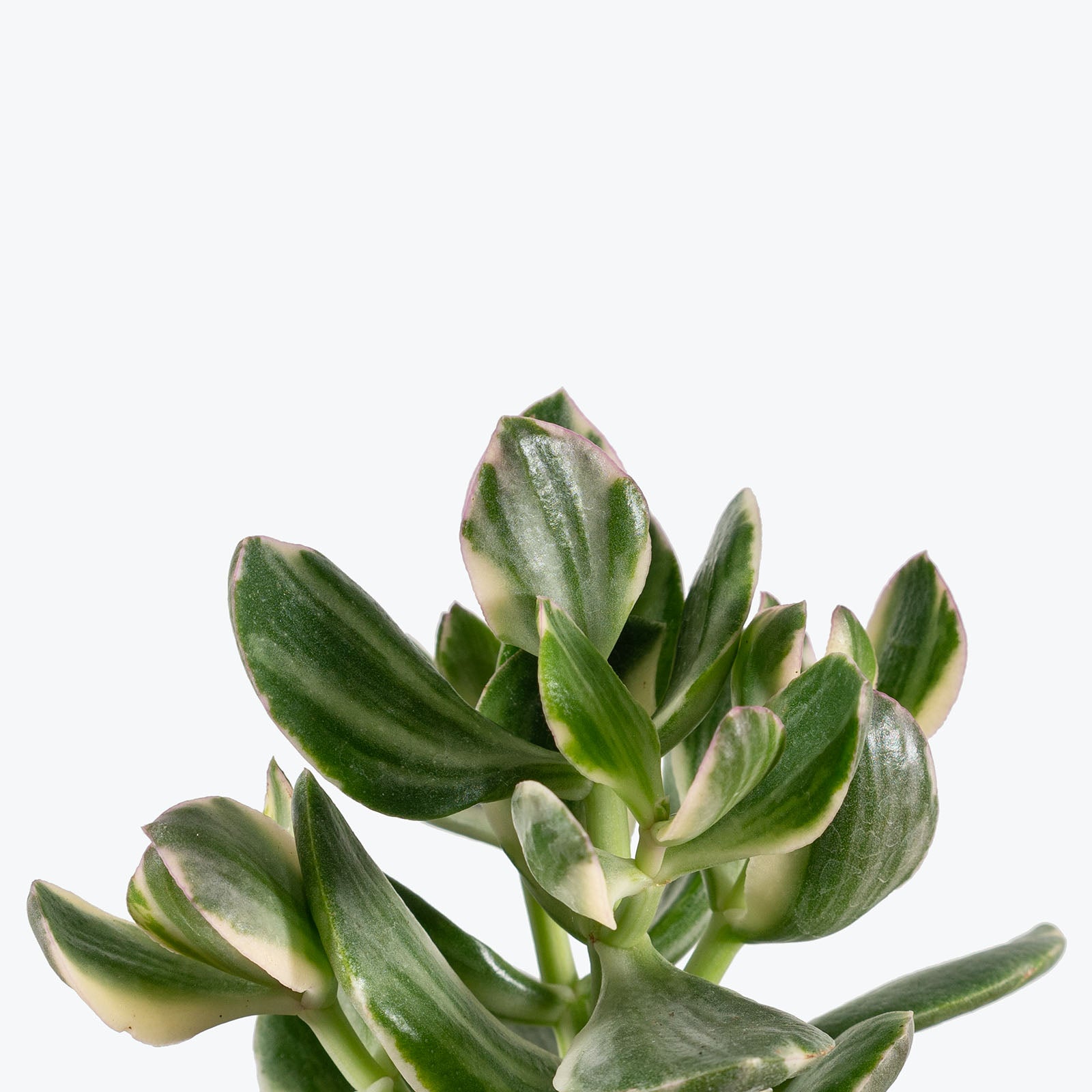 Variegated Jade Plant | Crassula Ovata Tricolor | Care Guide and Pro Tips - Delivery from Toronto across Canada - JOMO Studio