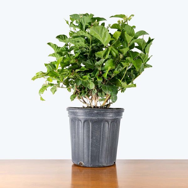 jasmine sambac plant care indoor Jasmine Sambac | Arabian Jasmine | Maid of Orleans Jasmine | Care Guide and Pro Tips - Delivery from Toronto across Canada
