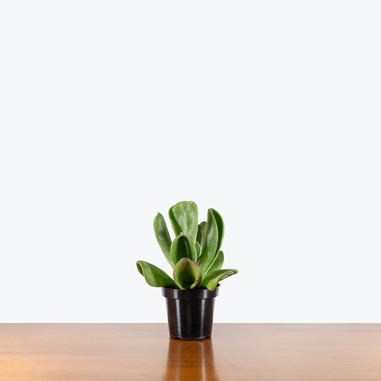 Kalanchoe Oricula Flapjack | Care Guide and Pro Tips - Delivery from Toronto across Canada - JOMO Studio
