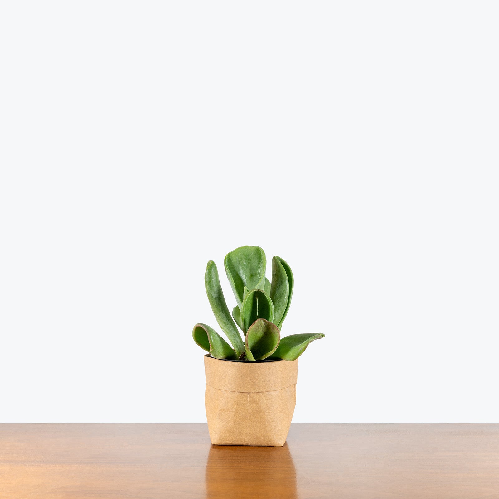 Kalanchoe Oricula Flapjack | Care Guide and Pro Tips - Delivery from Toronto across Canada - JOMO Studio