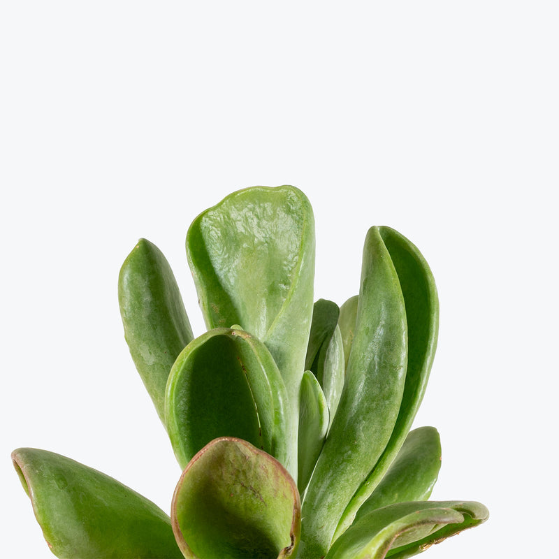 Kalanchoe Oricula Flapjack | Care Guide and Pro Tips - Delivery from Toronto across Canada - JOMO Studio