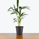Kentia Palm — 6" Pot