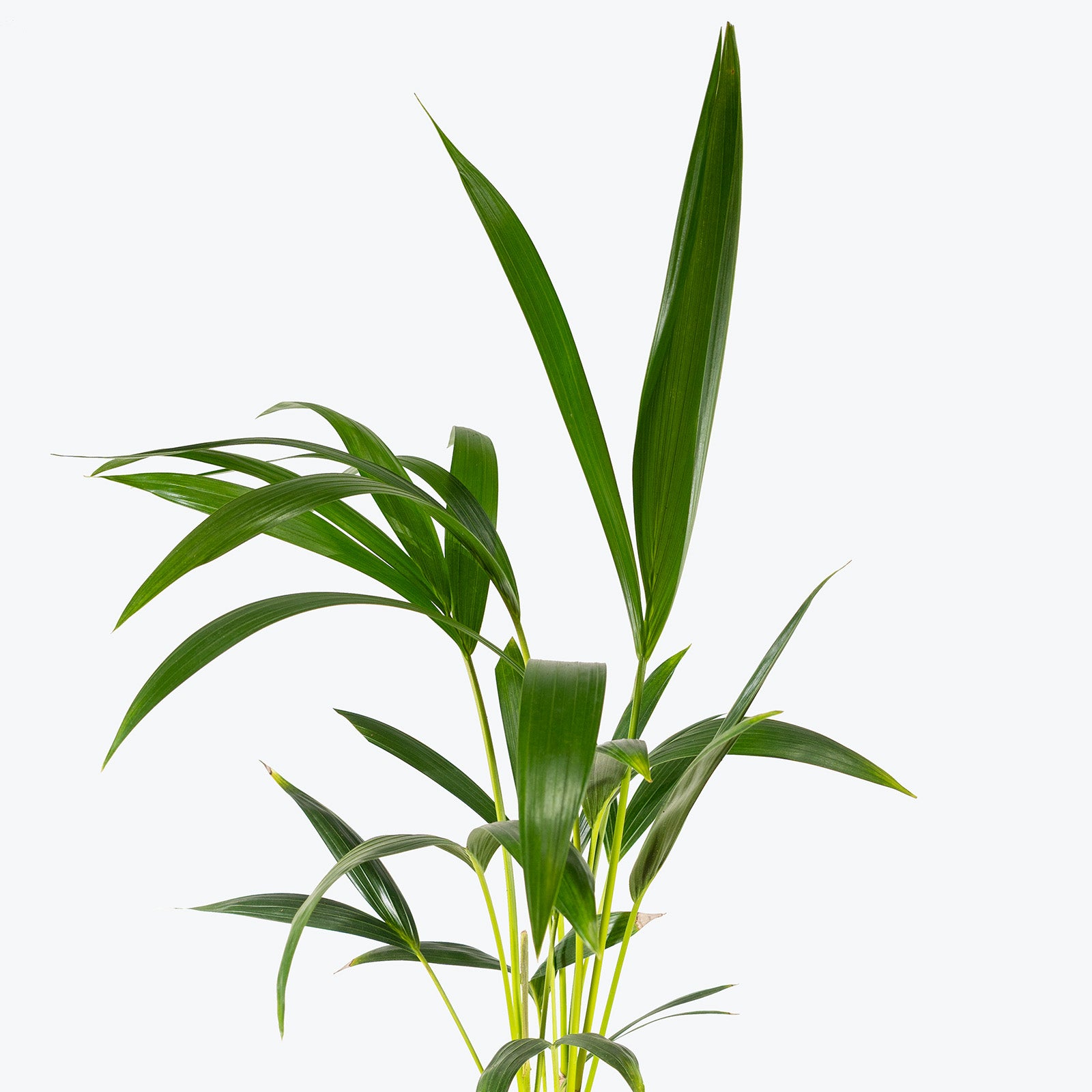 Kentia Palm | Care Guide and Pro Tips - Delivery from Toronto across Canada - JOMO Studio